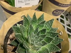 -鹿岛会员店 (龙湖三千集天街店)