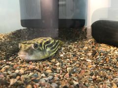 -甜心闲生传统手工冰粉(奎星楼店)