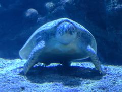 -太平洋海底世界