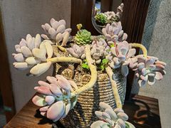-慢丽江·云南野生菌土鸡锅(西山店)