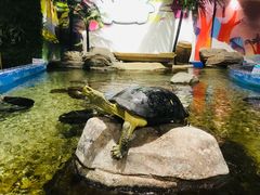 -顺德南宏海立方海洋公园