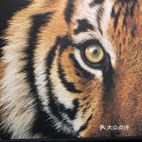 打卡·国家地理影像展