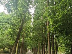 -上海滨江森林公园