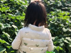 -大自然农场蔬菜草莓采摘园