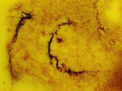 -庆岭迎宾园正宗活鱼馆