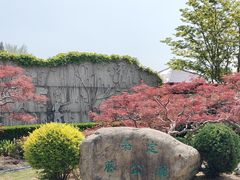-嘉定紫藤园