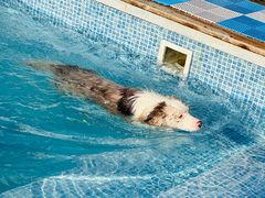 -爪吧宠物乐园 (温榆河示范区店)