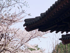 -西安青龙寺遗址景区