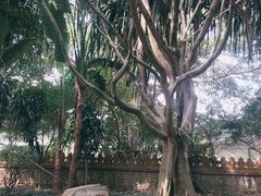 -瑞丽独树成林风景区