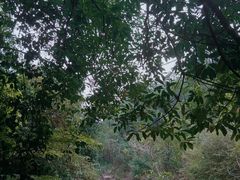 -广州白江湖森林公园