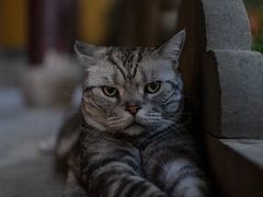 -龙华寺