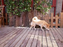 -百好乐宠物友好餐厅(朝外大街店)