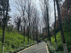 -宜兴龙背山森林公园