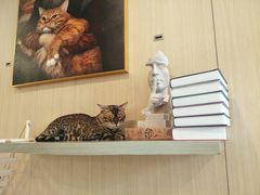 -飞行喵MR PILOT|猫舍·猫咖(静安大融城店)