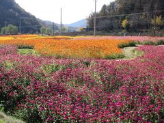 -千年银杏谷文化旅游区