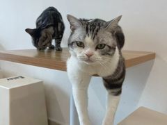 -有喵·猫咖·狗咖·40+猫狗有小奶狗(岗厦店)