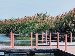 -芒洲湿地公园