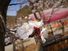 -山里人家农家乐