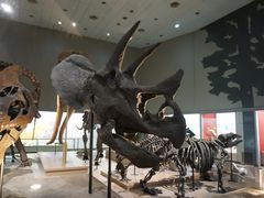 -大阪市立自然史博物馆