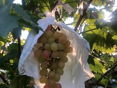 -马陆小张葡萄园农家乐