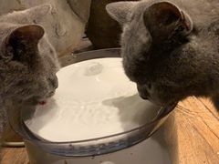 -more than meow吴止猫主题餐厅(承德 中船汇店)