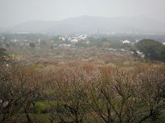 -香雪海