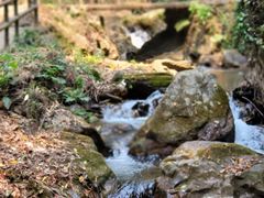 -莫里热带雨林景区