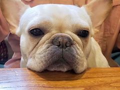 -more than meow吴止猫主题餐厅(承德 中船汇店)