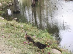 -惠州西湖风景名胜区-丰渚园