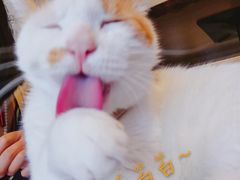 -平行世界·猫咖(首经贸店)