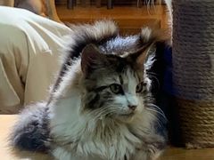 -more than meow吴止猫主题餐厅(承德 中船汇店)