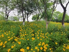 -盘龙城国家考古遗址公园