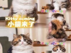 -小猫来了·猫舍(红山六九七九店)