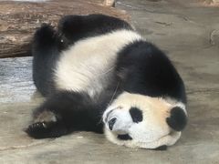 -海南热带野生动植物园