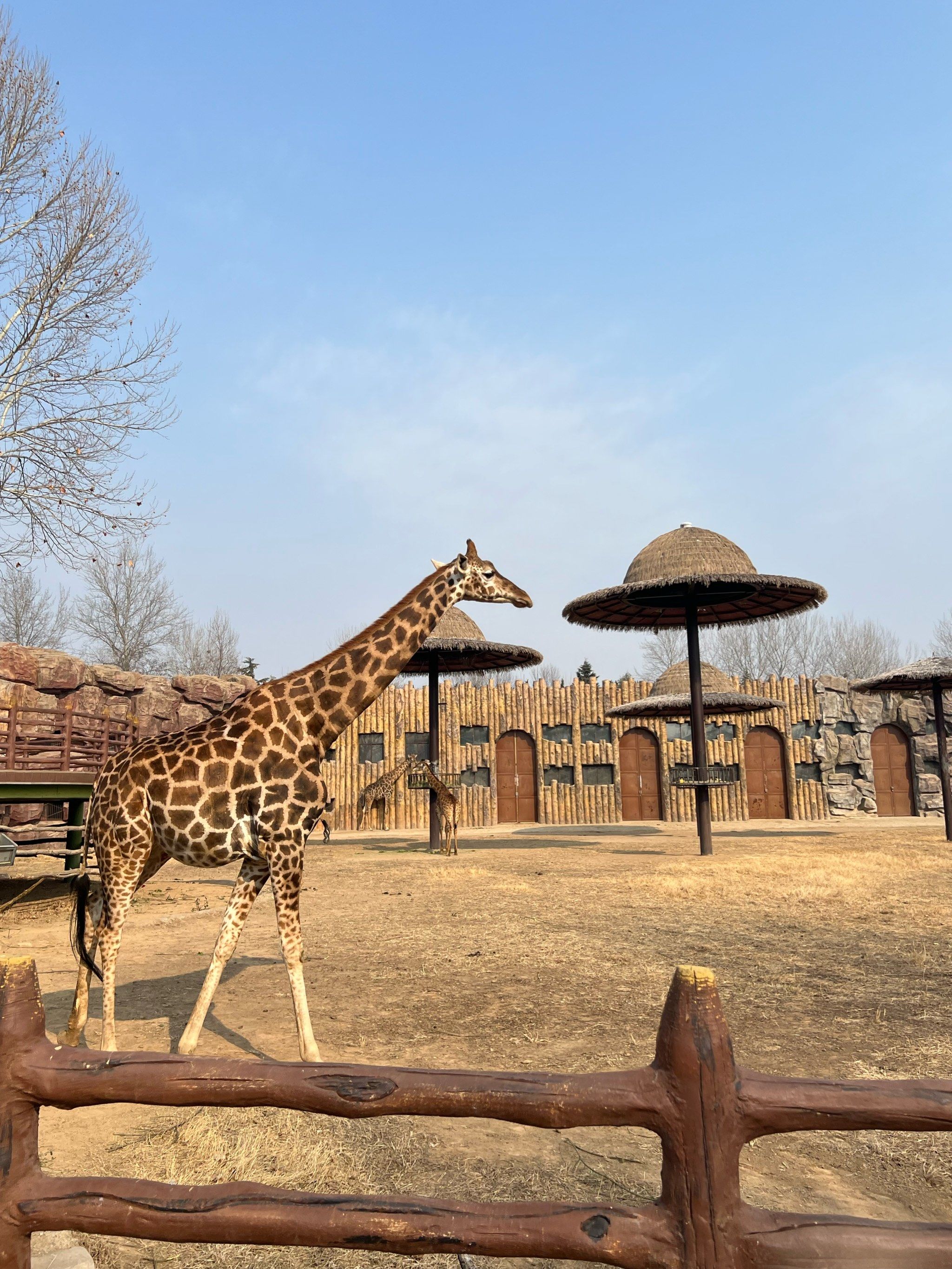 动物种类丰富,分为自驾区和步行区,自驾区