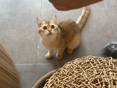-飞行喵MR PILOT|猫舍·猫咖(静安大融城店)