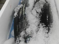 -四道口水产市场