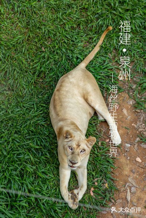 泉州海丝野生动物世界图片