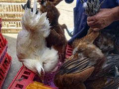 -元谋凉鸡店(百年老店)