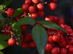 -狼山风景名胜区