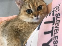 -飞行喵MR PILOT|猫舍·猫咖(静安大融城店)