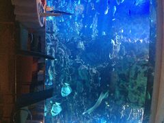 iphone_upload_pic-迪拜帆船酒店海底餐厅