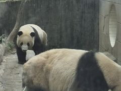 -中国大熊猫保护研究中心雅安碧峰峡基地