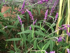 -楠柏弯休闲山庄(梨花溪店)