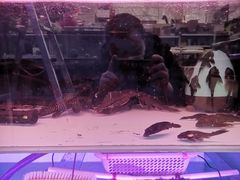 -煲来饱去冷水鱼