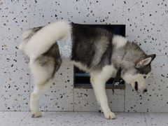 -Husky Go!哈士奇体验馆·宠物咖啡厅狗咖