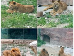 -新疆天山野生动物园