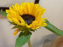 -铭洋专业采耳(田子坊店)