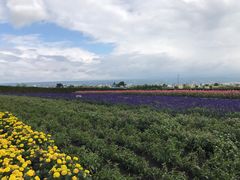 -富田农场