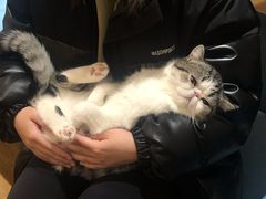 -滚猫咖啡·猫咖·猫友好撸猫(未来城店)
